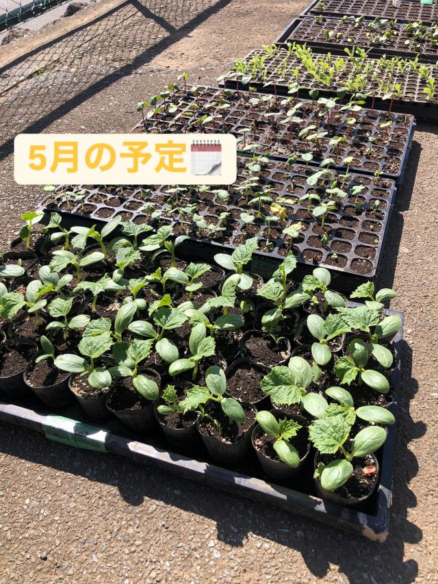 あっという間に5月ですね〜！
野菜の苗🌱たちも元気いっぱいです。
葉物野菜の収穫は、真っ只中です。
野菜の収穫がはじまると毎年ながらワクワクしてます☺️

【5月の予定🗓️のお知らせ📢】

🥦まつやさんでの店前野菜市🥦
5/2(金)、3(土)、4(日)
5/9(金)、10(土)、11(日)
5/16(金)、17(土)、18(日)
5/23(金)、24(土)、25(日)
5/30(金)、31(土)、6/1(日)

🥬農家直送！富士山の麓から野菜市🥬
5/10(土)10：30-16：00  武蔵野ハウジングスクエア

🌱ふわりと、いい出会い香り市🌱
5/31(土)10：00-16：00  暮らしの香り山中湖アトリエ

どうぞよろしくお願いします！

#山梨 #西桂町 #富士山の麓 #野菜 #赤ちゃんも元気になれる野菜 #無農薬栽培 #無農薬野菜 #観光 #収穫体験 #野菜でhappyをお届け #宅配 #5月の予定 #わっぱファーム